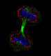 Importin-beta-RanBP2 interaction (by in situ PLA, red) at the reforming nuclear envelope during telophase. HeLa cells.jpg