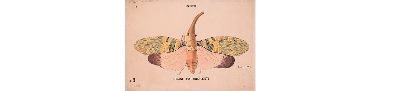 banner progetto wiki tavole parietali